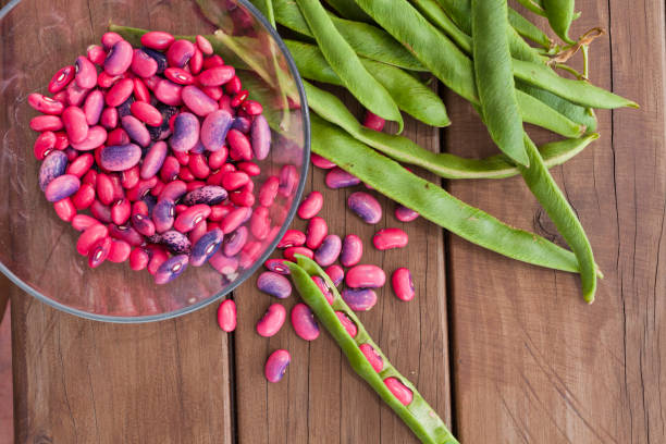 Scarlett runner beans Freshly harvested Scarlett runner beans (Phaseolus coccineus) runner bean stock pictures, royalty-free photos & images