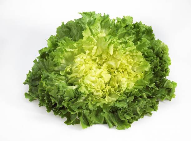 Scarole, cichorium intybus, Salad agains White Background stock photo