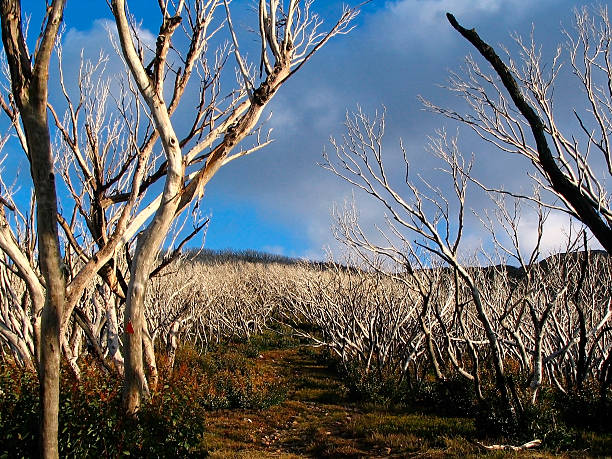 Scary Trees Trees line the pathway up to the summit of a mountain high country stock pictures, royalty-free photos & images