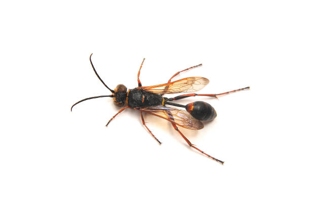sceliphron-curvatum-wasp-picture-id1008406016 sceliphron-curvatum-wasp-picture-id1008406016