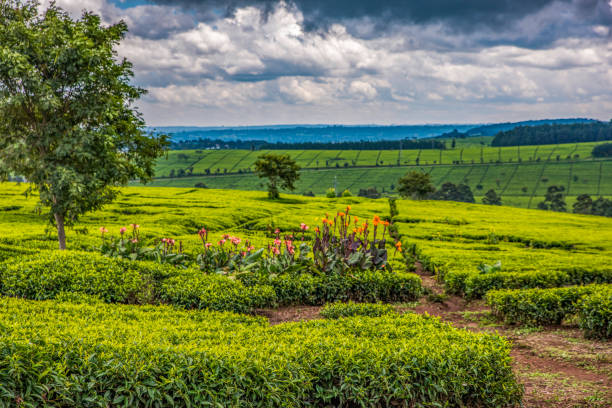 Scene of extensive plantation on tea estate in Nandi Hills, West Kenya highlands. Trees & Canna lilies growing amongst tea bushes. stock photo
