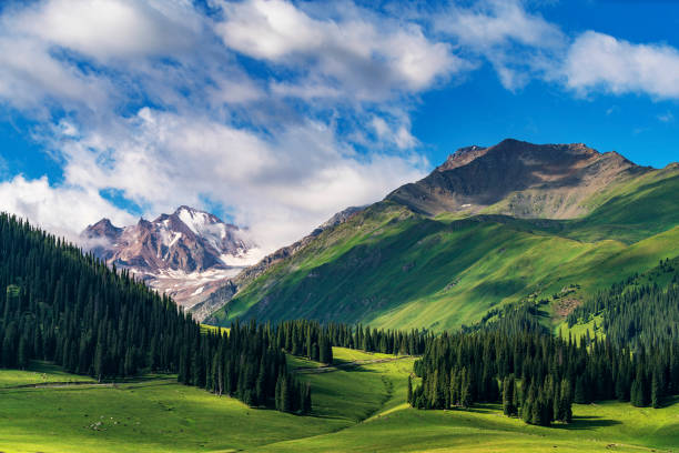 Scenery of grassland in Xinjiang This photo was shot from Narat Grassland which is one of the most beautiful grassland in Xinjiang,china. tien shan mountains stock pictures, royalty-free photos & images