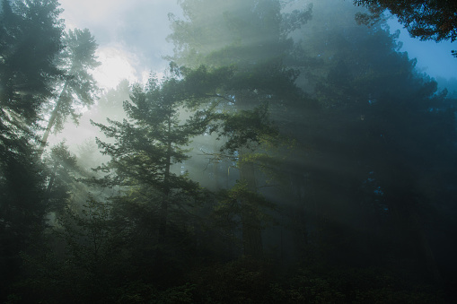 Scenic Ancient Redwood Forest of California Covered by Morning Coastal Fog. Woodland Scenery. United States of America.