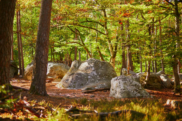 Scenic landscape with rocks and pines in Fontainebleau forest stock photo