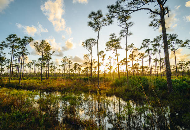 Scenic nature wilderness reflection palm beach Florida stock photo