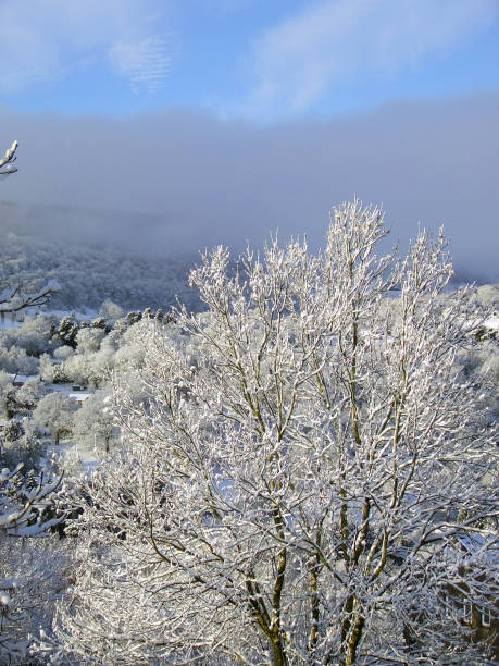 Scenic snow-covered trees near Pontypool in the Welsh Valleys of Torfaen, Wales, UK stock photo