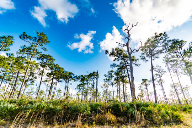 Scenic south Florida natural rural landscape stock photo