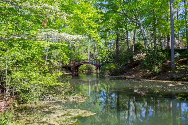 Scenic Spring "Crim Dell bridge" Lake with Arched Bridge Taken on the campus of The College of William & Mary, in Colonial Williamsburg, Virginia, this scenic lake has an arched foot bridge in the distance, and is surrounded by blooming green spring trees and foliage. The water is still and casts reflections of all the landscaping in it. A scenic and tranquil photo taken in the outdoors. williamsburg virginia stock pictures, royalty-free photos & images