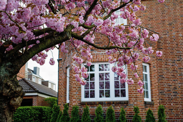 malerische frühlingsansicht von schönen rosa kirschsakura bäume in blüte in einer stadt. blühende schönheit am sonnigen frühlingstag. - romrodinka stock-fotos und bilder