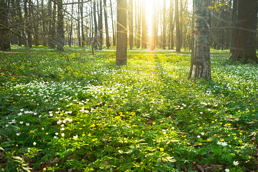 Spring. The first flowers have already blossomed. The trees are already green. In the photo, a meadow dotted with yellow flowers, trees from which long shadows extend. The sun at sunset breaks through the green branches
