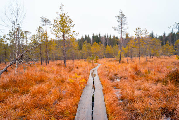 Scenic view from swamp with wooden path  at autumn in Finland This image shows wooden Hiking Trail in swamp of lapland finland. kilpisjarvi lake stock pictures, royalty-free photos & images