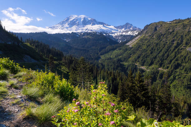 Scenic view of Mt Rainier in National Park Washington State on a sunny day Scenic view of Mount Rainier in National Park Washington State on a sunny day pierce county washington state stock pictures, royalty-free photos & images