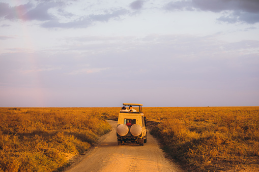 Panoramic view of a car with tourists on the gravel road in the wild savannah during beautiful bright sunset in Serengeti National Park, Tanzania