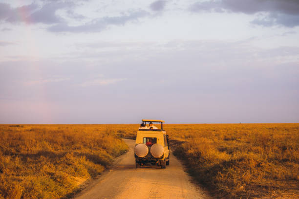 Scenic view of safari 4X4 car driving through the beautiful landscape during sunset Panoramic view of a car with tourists on the gravel road in the wild savannah during beautiful bright sunset in Serengeti National Park, Tanzania tanzania photos stock pictures, royalty-free photos & images