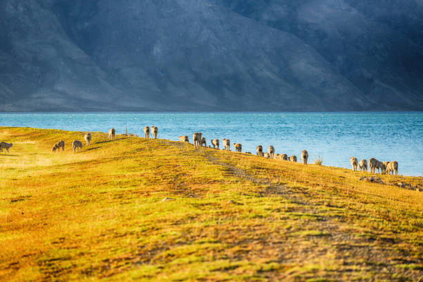 Scenic view of Sheep in South Island New Zealand, Travel Destinations Concept stock photo