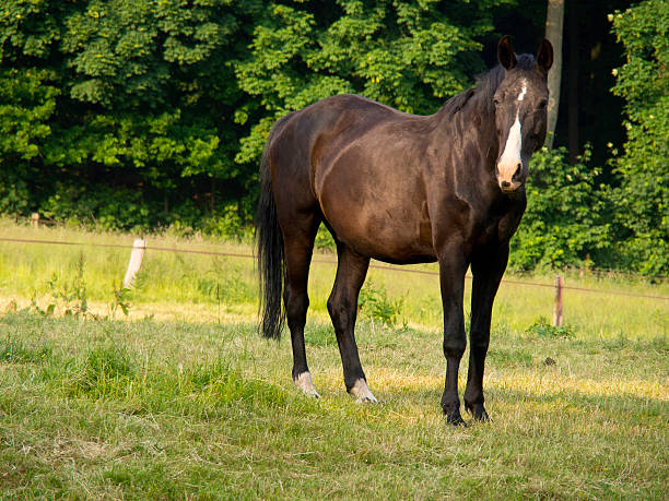 schöens pferd pferde pferd stock pictures, royalty-free photos & images