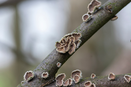 Schizophyllum commune species of gilled fungus on wood branches in the forest in daylight