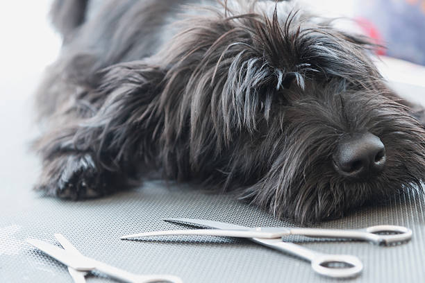 Schnauzer dog puppy lying on the grooming table stock photo