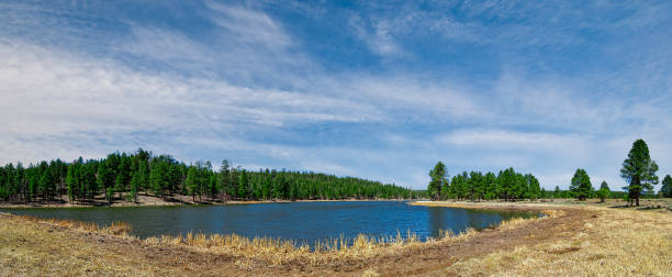 Scholz Lake Panorama Garland Prairie opens up from the Ponderosa Pine forest of Northern Arizona.  Scholz Lake is a reservoir right on the edge of the prairie.  The reservoir was first constructed in the early 1900's by the local farmers and ranchers as a permanent water source. The dam was reinforced in recent years to create and maintain habitat for wildlife.  Scholz Lake is in the Kaibab National Forest south of Parks, Arizona, USA. jeff goulden panoramic stock pictures, royalty-free photos & images