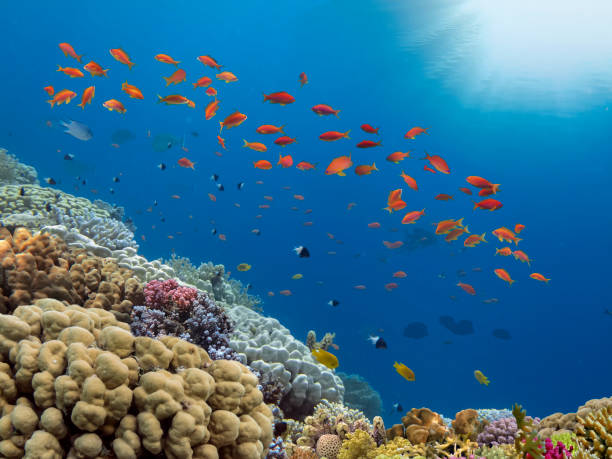 School of Anthias Fish swallowtail seaperch near coral reef in Red Sea stock photo
