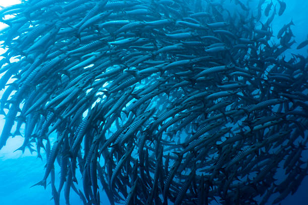 School of barracudas underwater stock photo