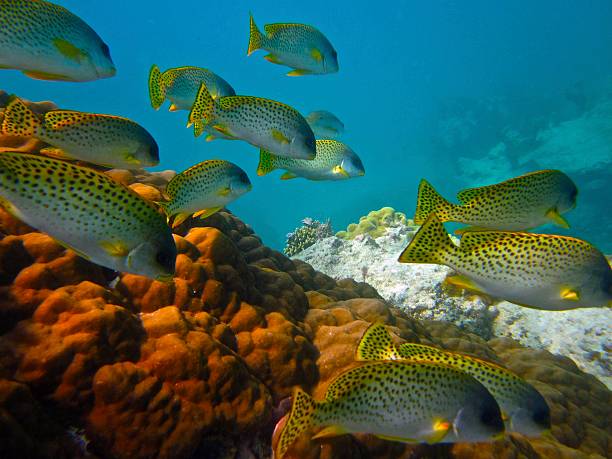 School of Black-Spotted Sweetlips Swimming Over Coral stock photo