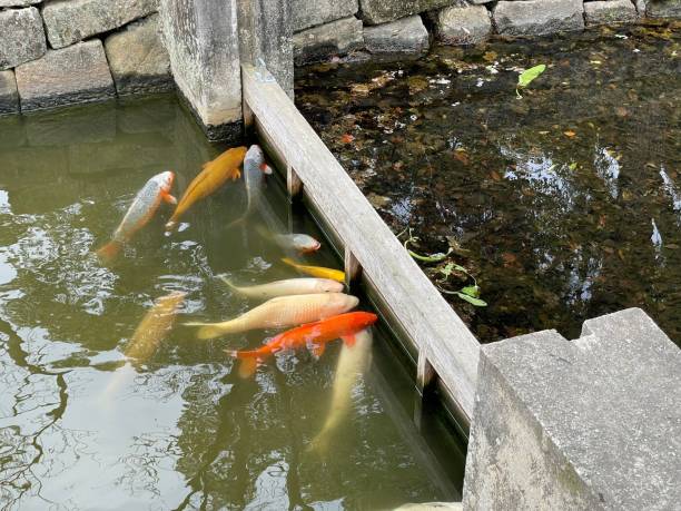 A school of carp swimming in the river stock photo