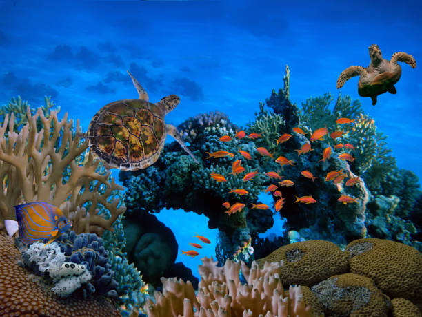 School of fish on coral reef and Tutle stock photo