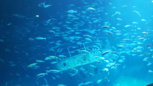School of fish on the shipwreck stock photo