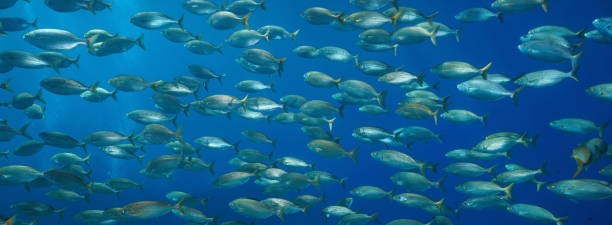 School of fish underwater in Mediterranean sea stock photo