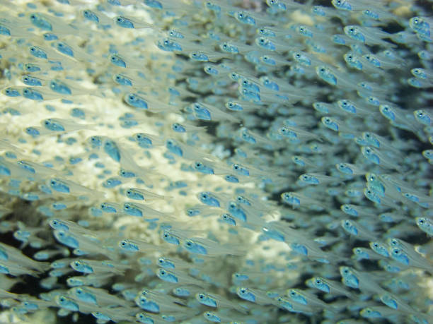 School of glassfish in the sea stock photo