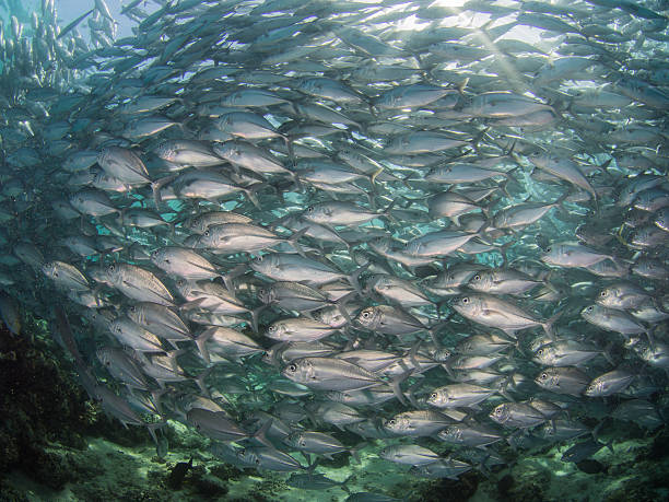 School of Jack fish under sunlight stock photo