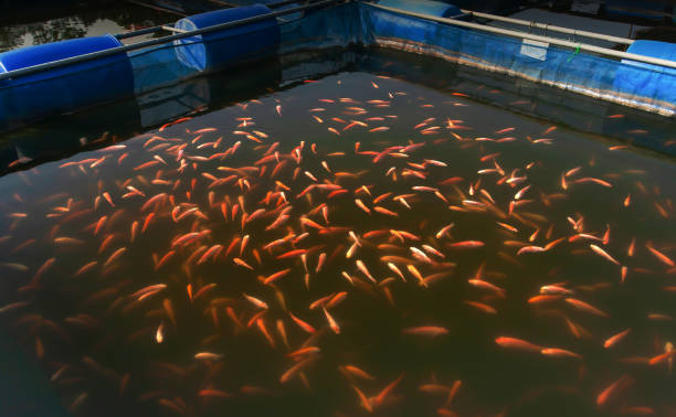 A school of Red Tilapia Fish in a farming cage. stock photo