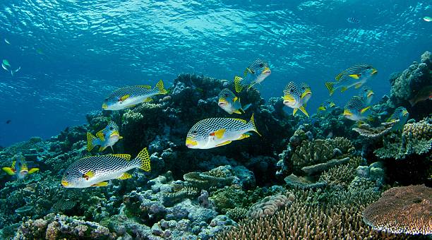school of sweet lips fish in great barrier reef, australia - great barrier reef stok fotoğraflar ve resimler