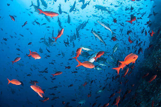 Schooling Fish in Blue Water stock photo