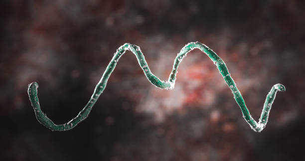 Science Photo of bacteria spirochete or spirochete is a member of the phylum Spirochaetes, which contains distinctive diderm bacteria, helically coiled cells stock photo