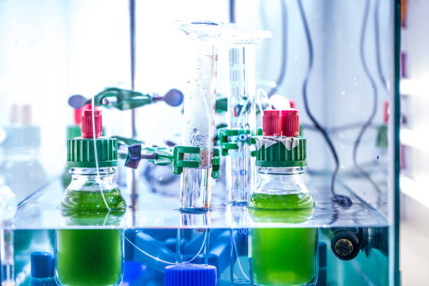 vetenskapliga experiment i laboratoriet med gröna alger - green hydrogen bildbanksfoton och bilder