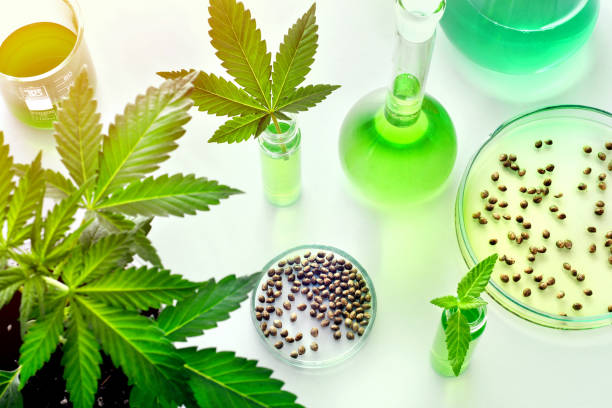 Scientific research of medical cannabis for use in medicine, biotechnology concept stock photo