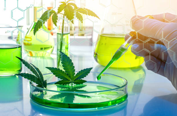 Scientific research of medical cannabis for use in medicine, biotechnology concept stock photo