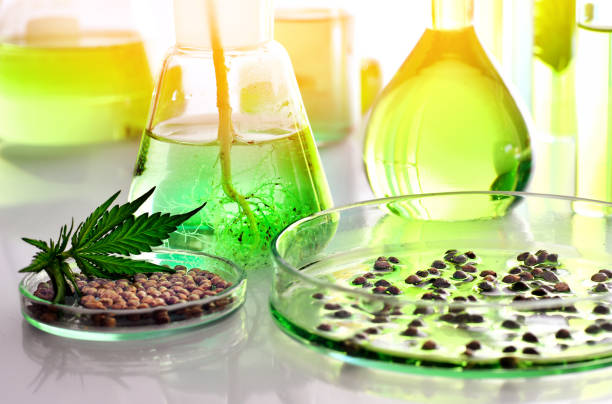 Scientific research of medical cannabis for use in medicine stock photo