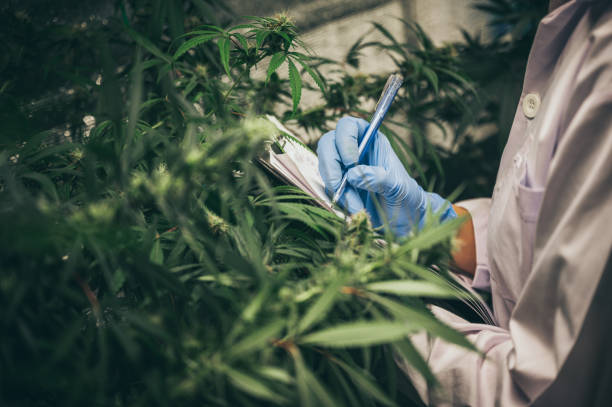 wetenschapper die organische hennep wilde installaties in een cannabiswiet commerciële serre controleert. concept van kruidenalternaterische geneeskunde, cbd-olie, farmaceutische industrie - kas bouwwerk stockfoto's en -beelden