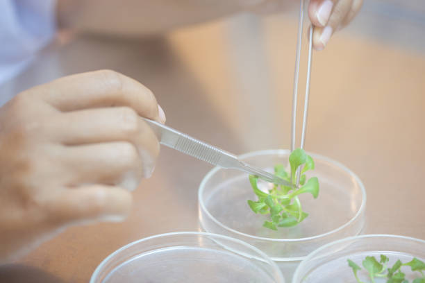 Scientist cutting plant tissue culture in petri dish, performing laboratory experiments. Small plant testing. Asparagus and other tropical plant. Thailand. Soft light, close-up. stock photo