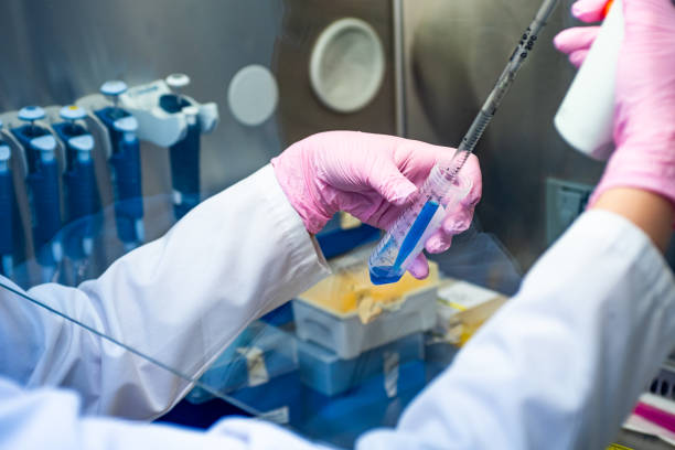 A scientist doing cell culture experiment in cleanroom facility. stock photo Thailand, Laboratory, Cancer - Illness, Petri Dish, Agriculture stock photo