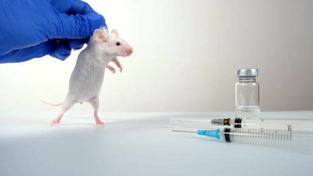 A scientist in blue gloves holding white abino lab laboratory mouse by scruff in order to conduct an experiment and test vaccine stock photo