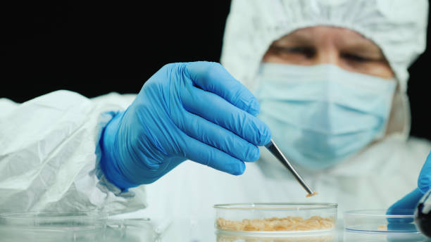 Scientist in the laboratory conducts experiments with maggots Scientist in the laboratory conducts experiments with maggots. maggot stock pictures, royalty-free photos & images