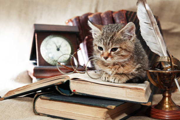 scientist kitten - book cat imagens e fotografias de stock