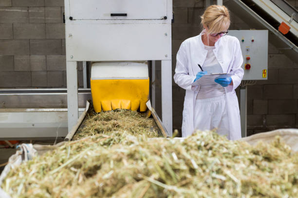 wetenschapper het observeren van droge cbd hennepplanten door de sorteermachine in de fabriek en het nemen van aantekeningen. ze glimlacht en gelukkig met resultaten - marihuana gedroogde cannabis stockfoto's en -beelden