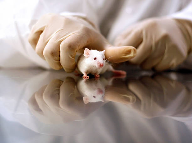 Scientist's Hands Grabbing White Mouse stock photo