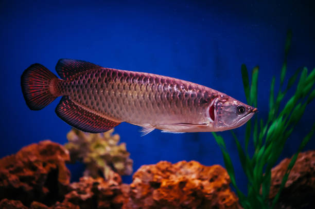 Arowana Fish Stock Photos, Pictures & Royalty-Free Images - iStock