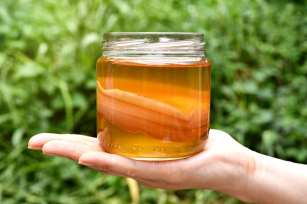 Scoby, Hand holding tea mushroom with kombucha tea, Healthy fermented food, Probiotic nutrition drink for good balance digestive system. stock photo